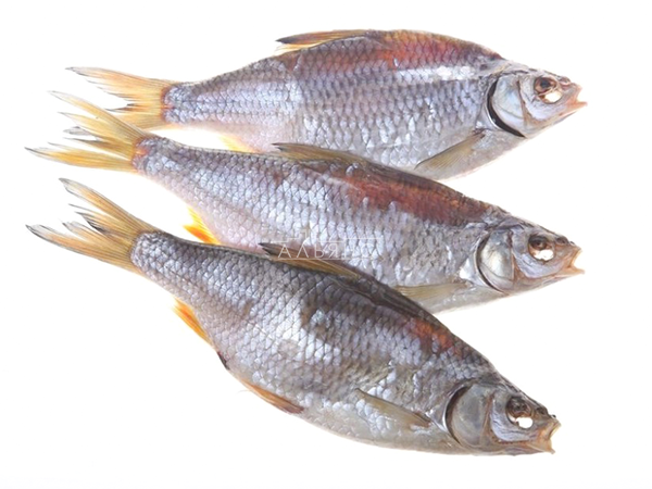 Тарпань азовская